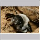 Andrena vaga - Weiden-Sandbiene -05- w23 13mm mit Faecherfluegler 5 mm.jpg